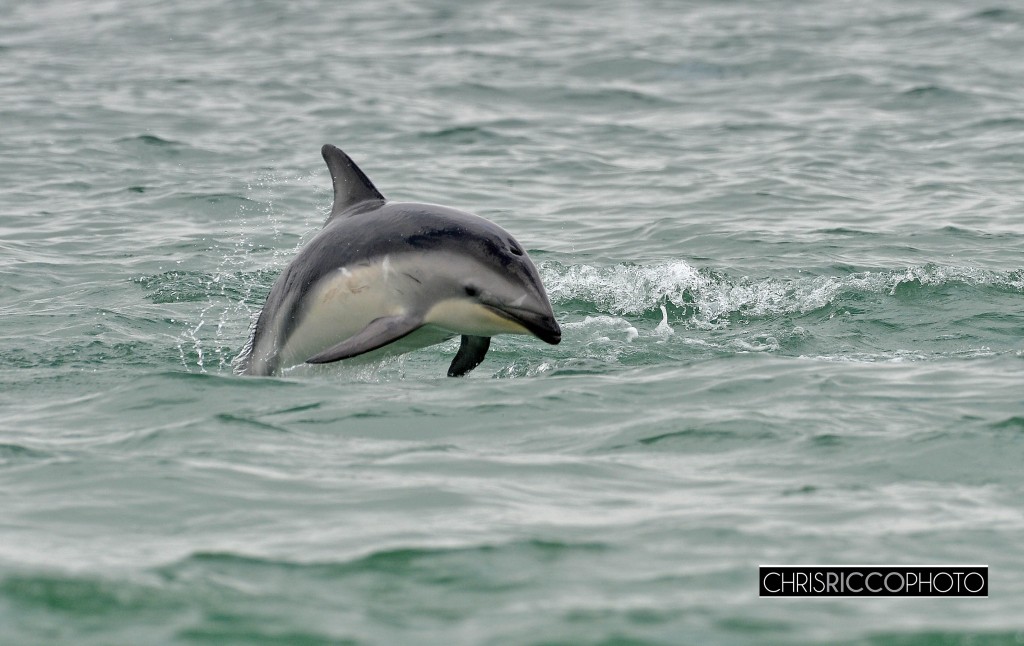 Dolphins in Camps bay