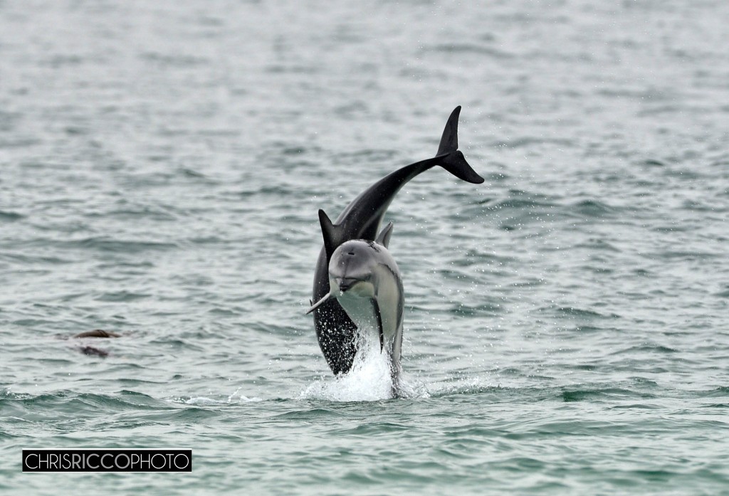 Dolphins in Camps bay