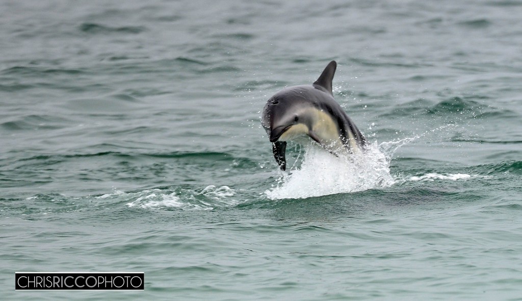 Dolphins in Camps bay