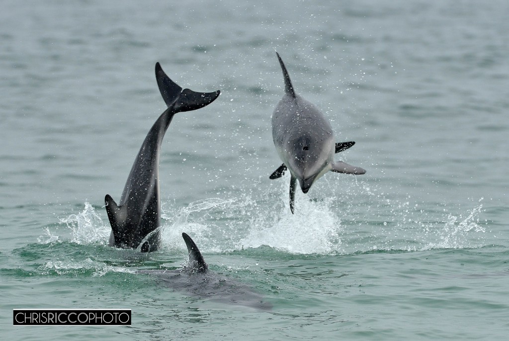 Dolphins in Camps bay