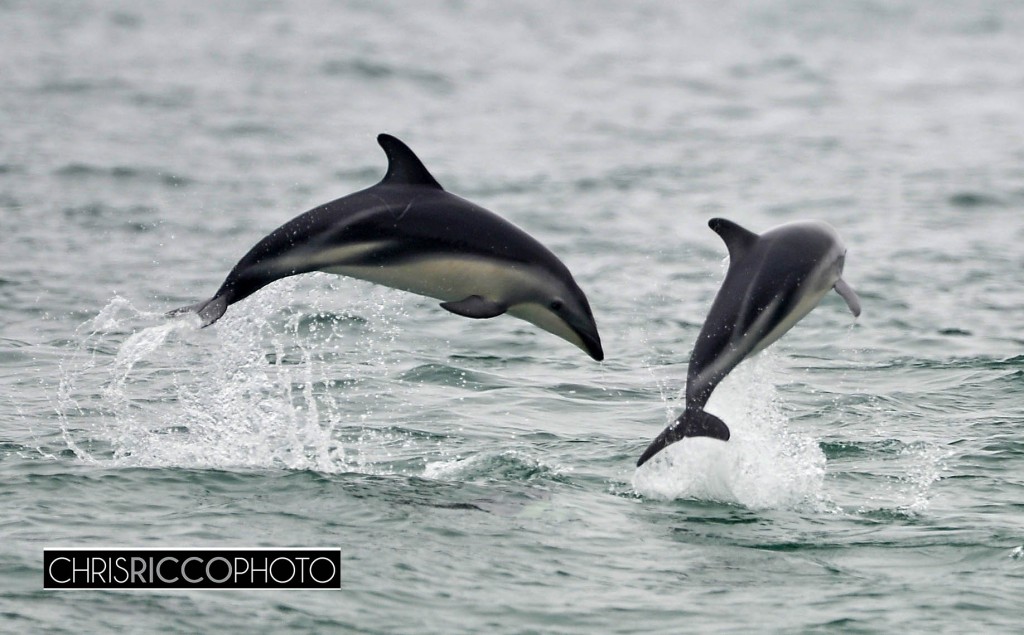 Dolphins in Camps bay