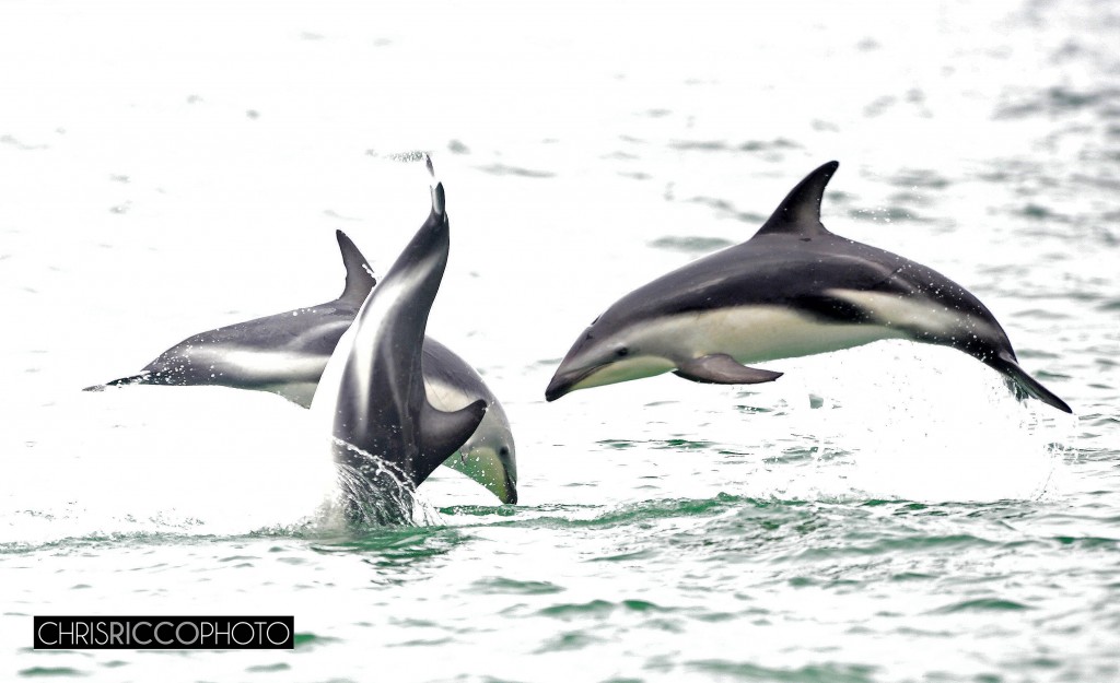 Dolphins in Camps bay