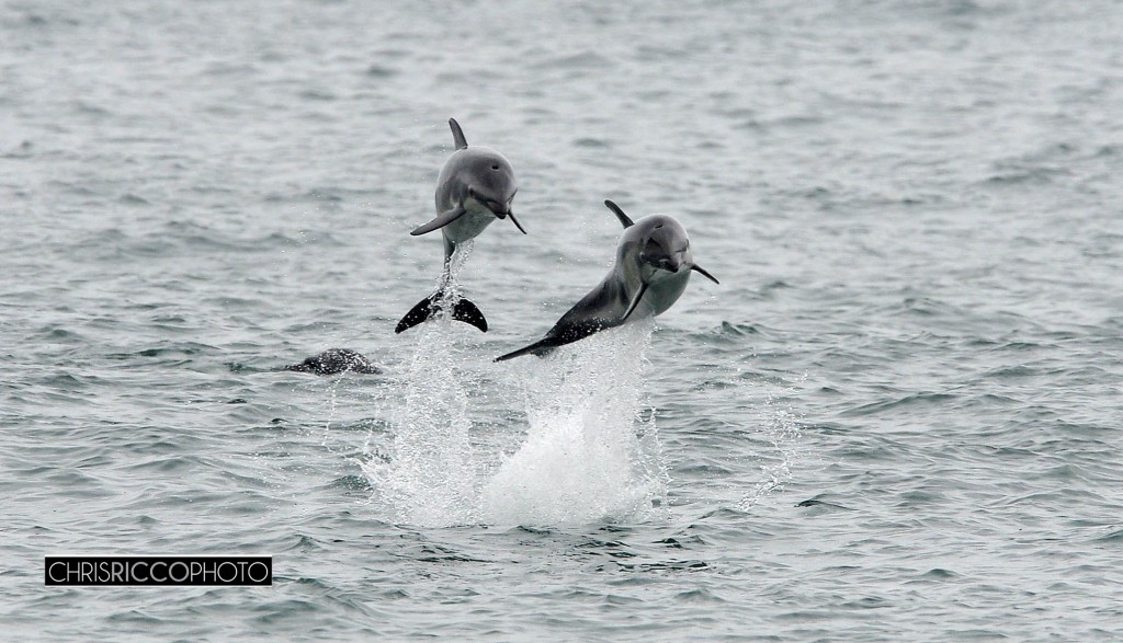 Dolphins in Camps bay